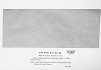 Puccinia menthae image